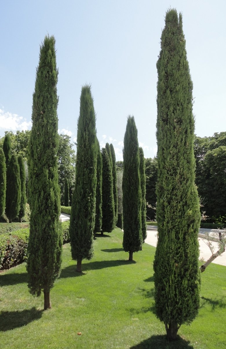 Cupressus sempervirens 'Stricta'